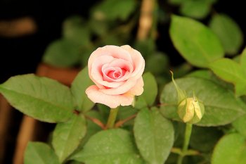 Mini Rosa