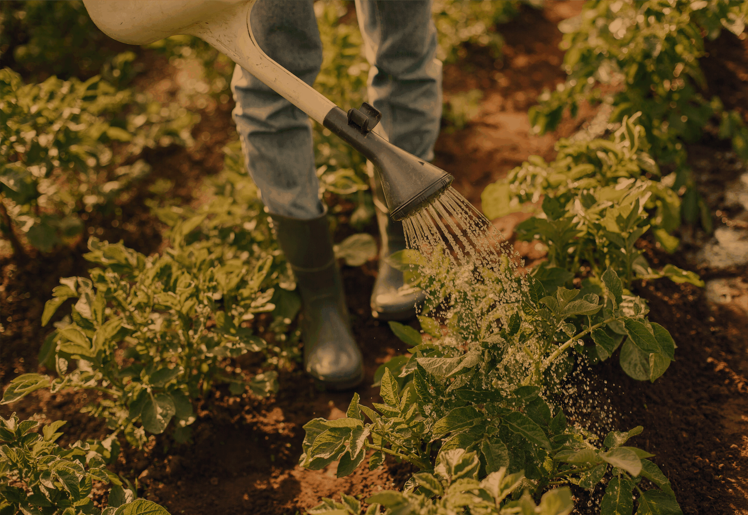 Como regar suas plantas - guia prático para evitar erros