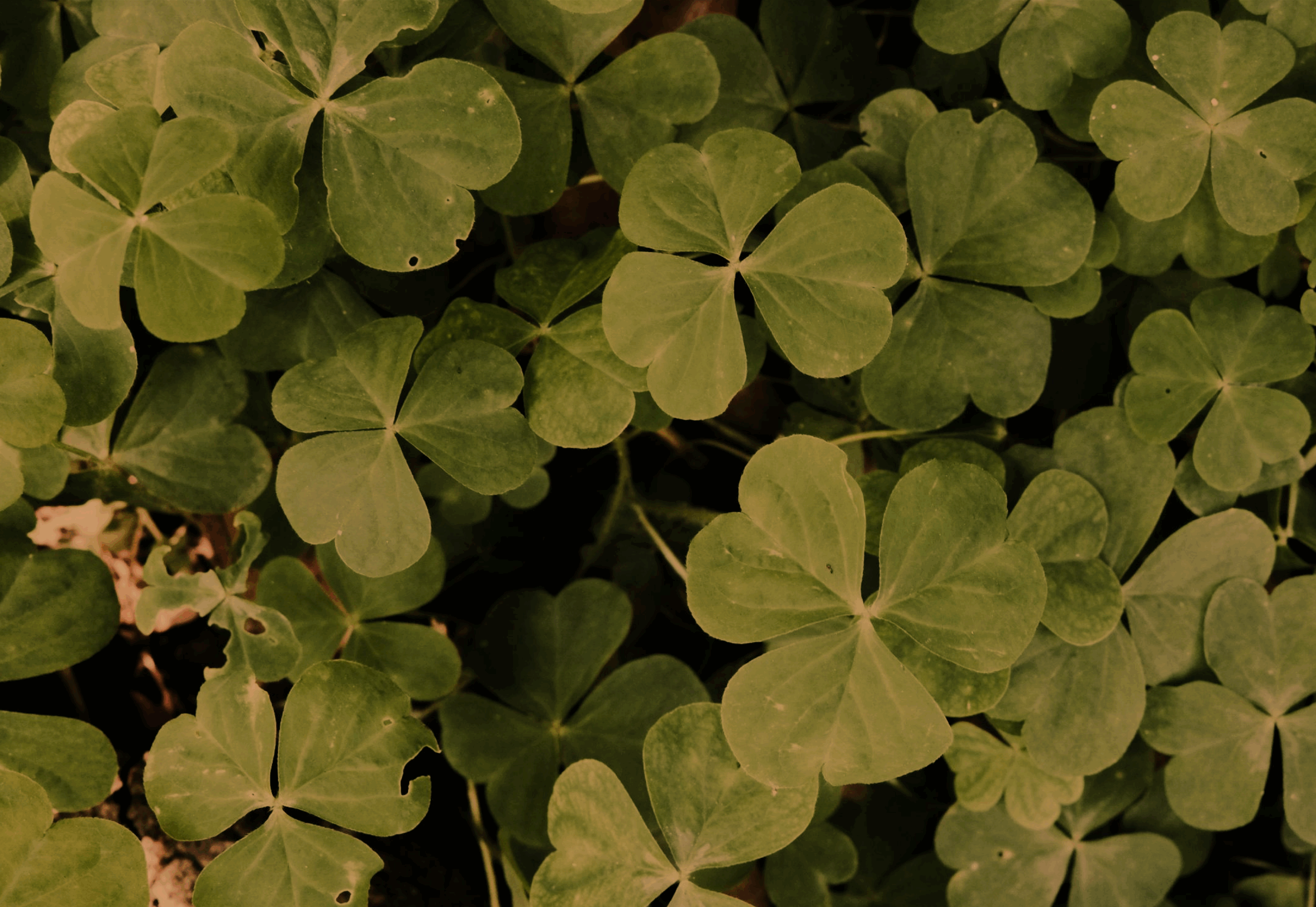 7 plantas para atrair boa sorte para o seu ambiente