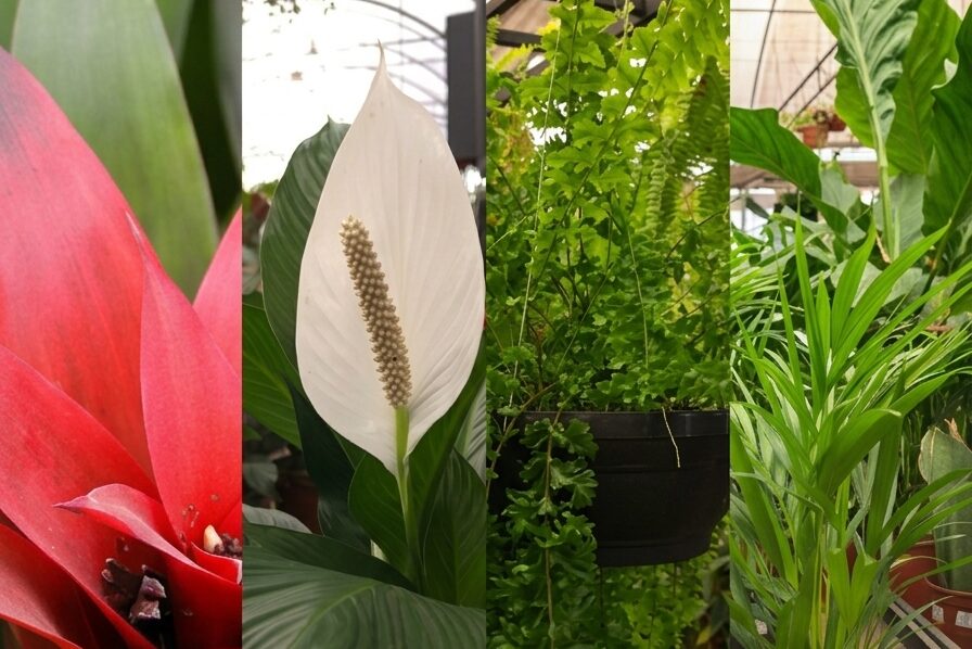 4 Plantas de Meia-Sombra para Jardins de Inverno e Ambientes Internos