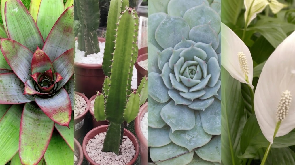 Famílias de Plantas: Conheça os Principais Tipos e Exemplos